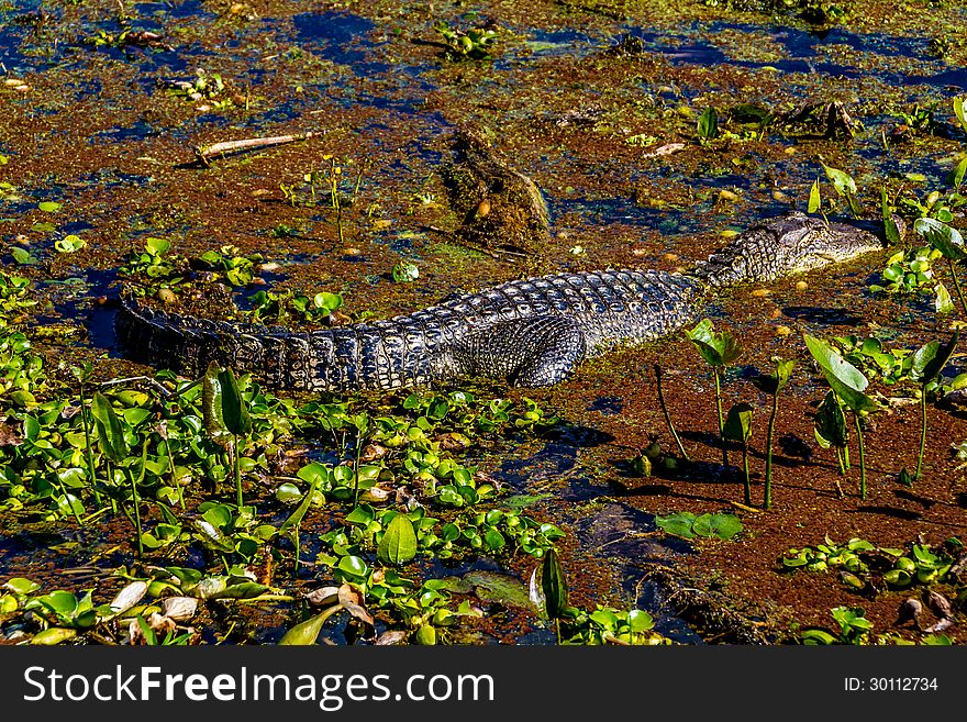 A Beautiful Wild Alligator Warming in the Sun at Brazos Bend State Park, Texas. Sitting near the main trail at swampy Elm Lake. A Beautiful Wild Alligator Warming in the Sun at Brazos Bend State Park, Texas. Sitting near the main trail at swampy Elm Lake.