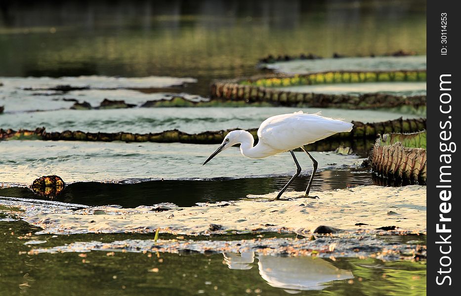 Little egret fished at morning sunrise