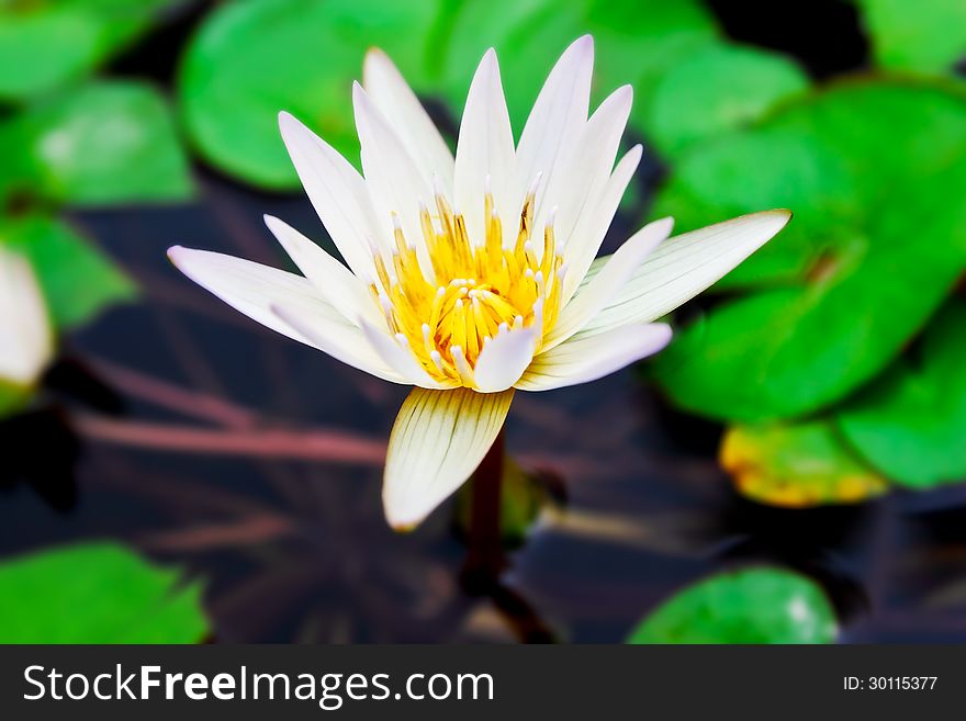 Beautiful small white lotus background