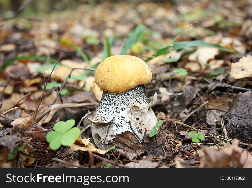 Orange-cap boletus that was found in Solnechnogorsk region in Russia