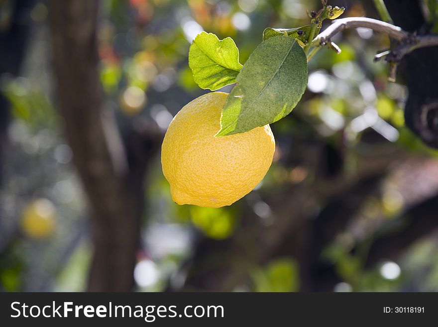 A single lemon on a tree branch before harvesting. A single lemon on a tree branch before harvesting