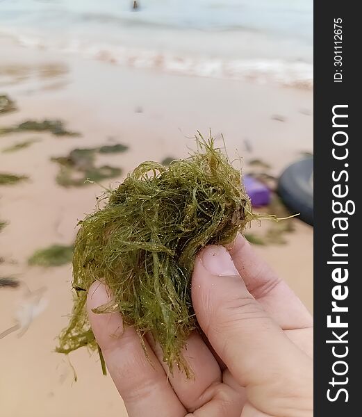 Seaweed on the tanjung pinggir beach