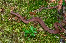 Snake Royalty Free Stock Images Snake Royalty Free Stock Images