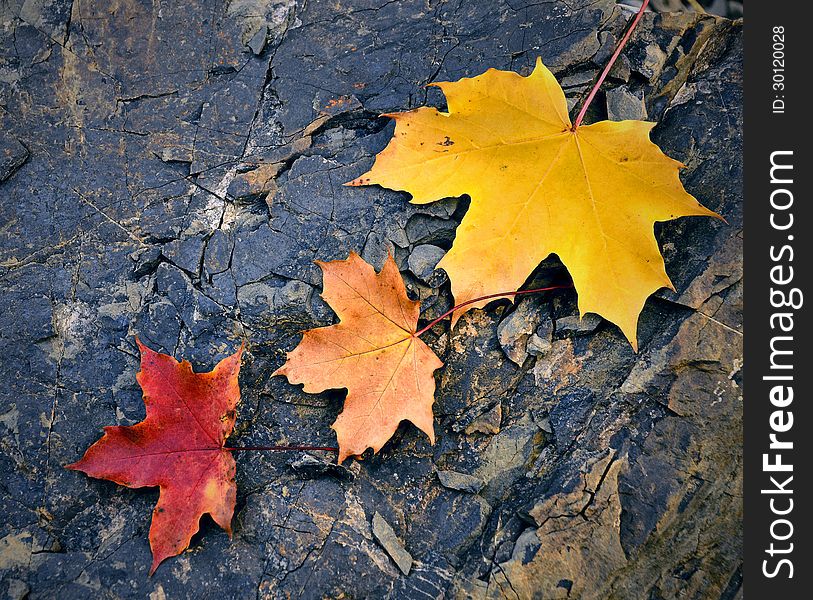 Colored Maple Leaf On Stone