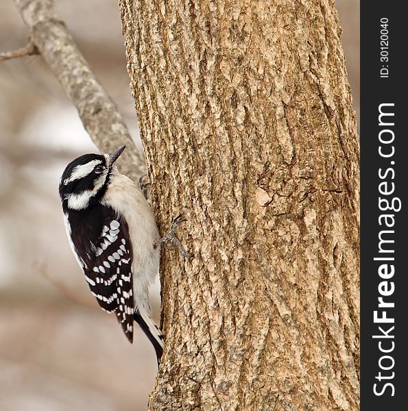 Female downy woodpecker, Picoides pubescens, on side of a tree