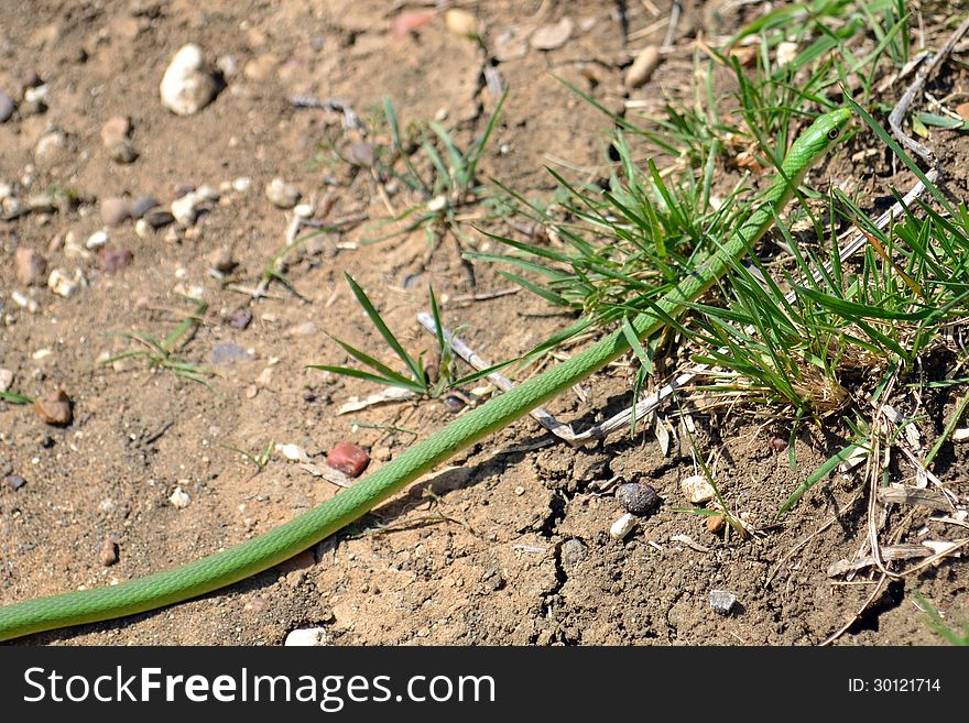 A green garter snake basks in the sun on a trail in Cedar Hill State Park near Dallas, Texas.