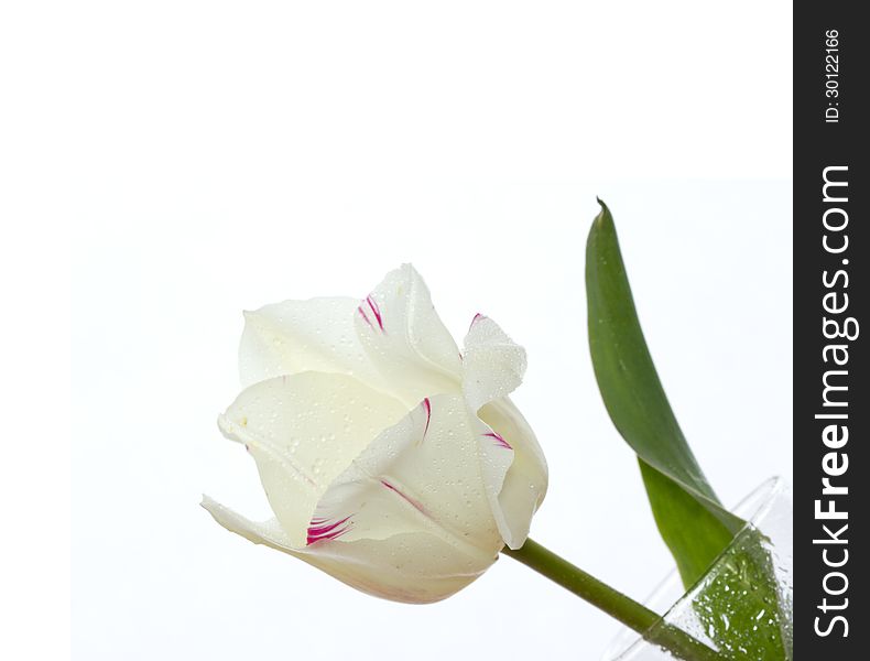 Beautiful flower on white background. Beautiful flower on white background