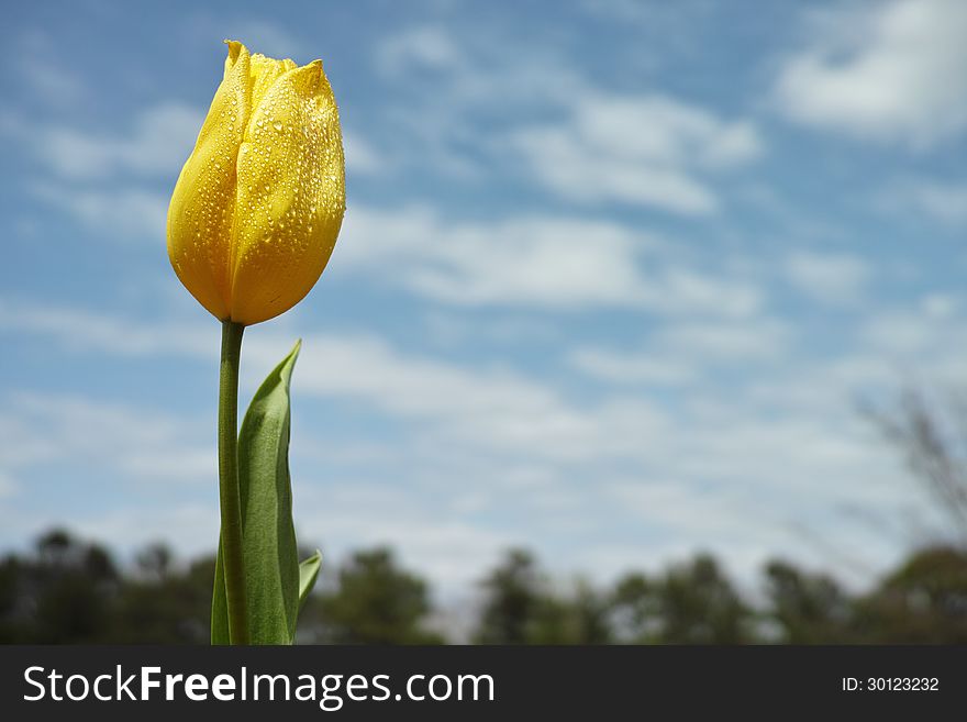 Beautiful yellow tulip set against a blue sky