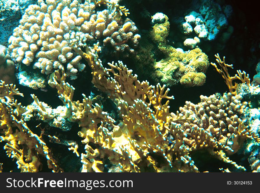 Coral reef at the Red Sea