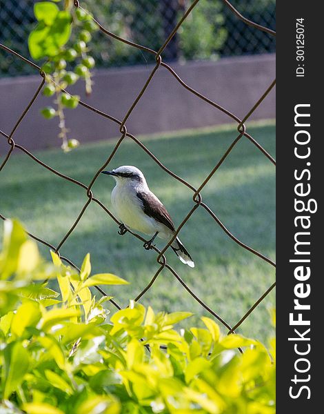 Bird Perching On A Fence