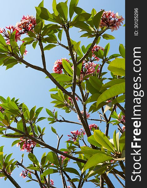 Flowering plumeria tree on blue sky background