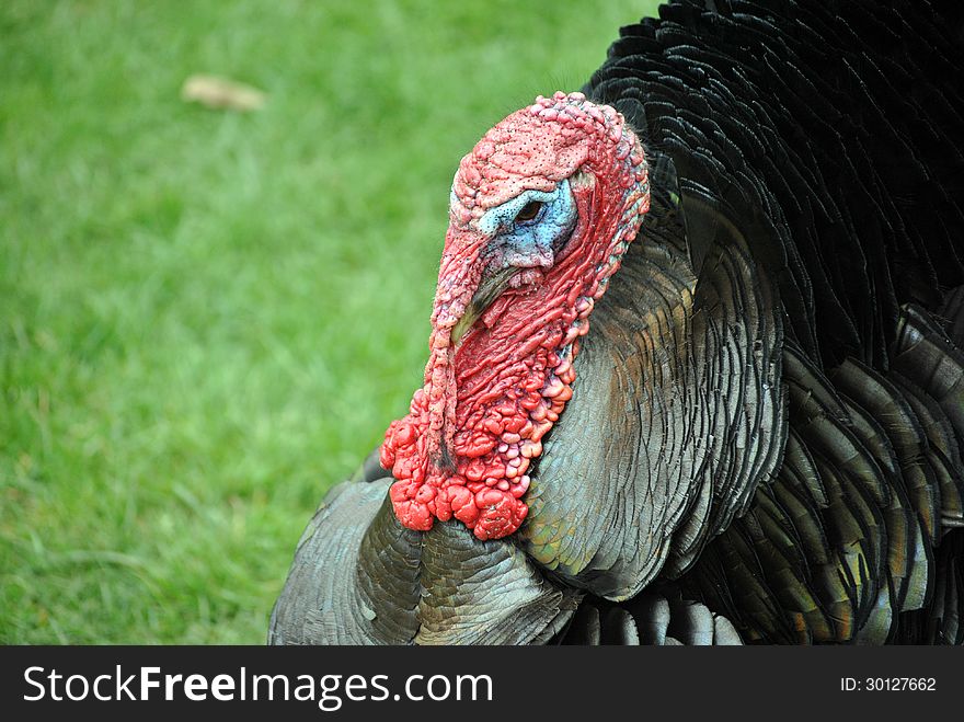 Turkey portrait with puffed feathers and red face.