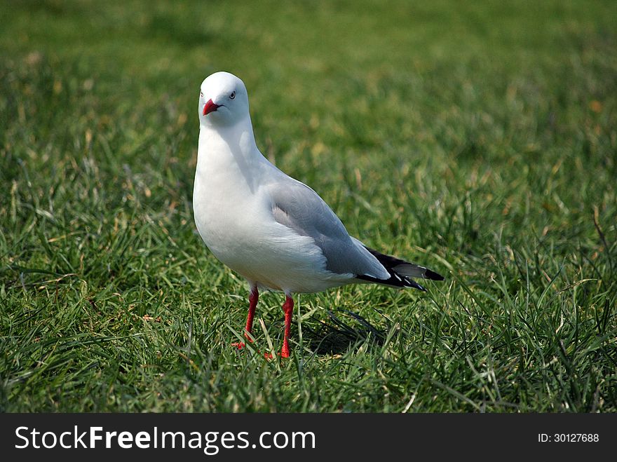 Single isolated seagull standing on short green grass. Single isolated seagull standing on short green grass.