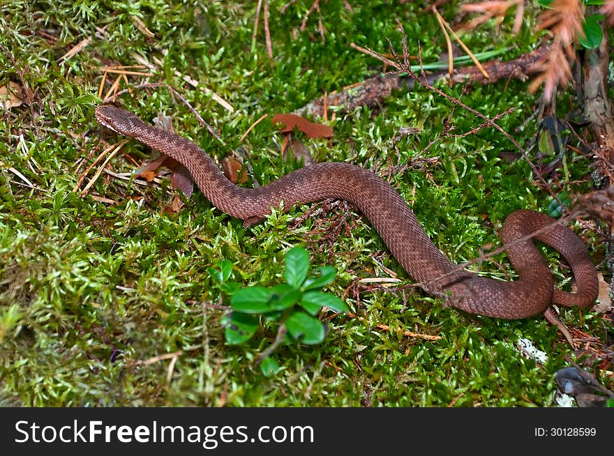 Snake crawling in the grass on forest glade