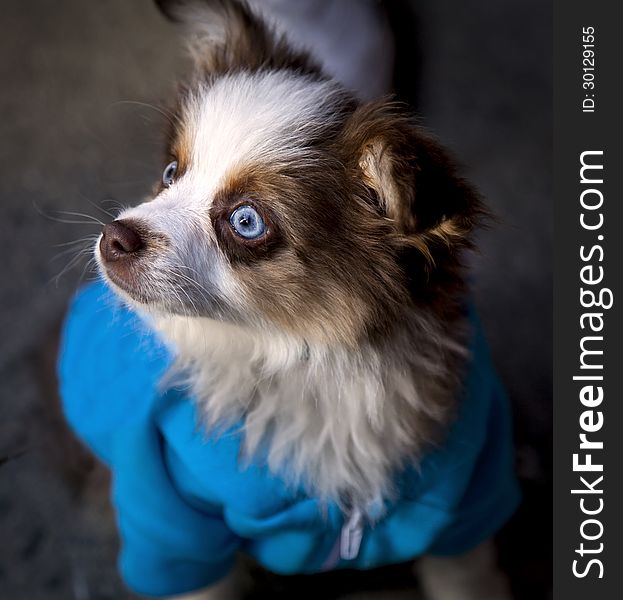 Cute litlte dog with blue eyes