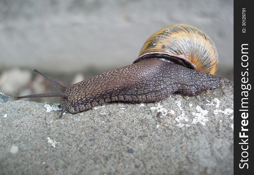 Snail crawling on the gray rough concrete. Snail crawling on the gray rough concrete.