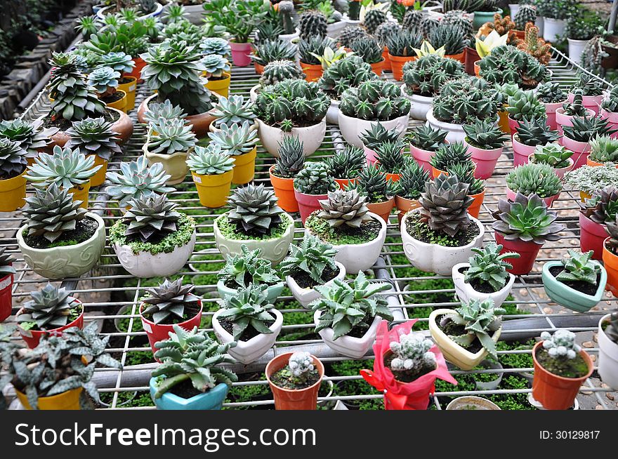 Cactuses In Pots.