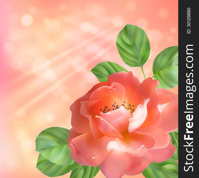 Vector background with a pink flower (rose), leaves, dewdrops, sun rays and blur. Floral artistic design. Vector background with a pink flower (rose), leaves, dewdrops, sun rays and blur. Floral artistic design