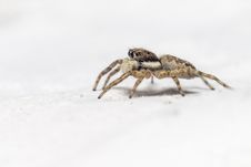 Portrait Of A Jumping Spider &x28;Salticus Scenicus&x29; Stock Image Portrait Of A Jumping Spider &x28;Salticus Scenicus&x29; Stock Image