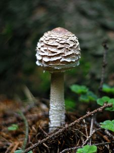 Mushroom Royalty Free Stock Photos Mushroom Royalty Free Stock Photos