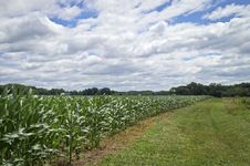Cornfield View Royalty Free Stock Images