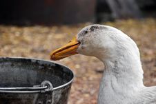 Goose Stock Photography