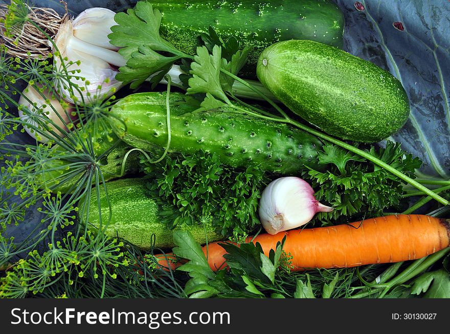 Cucumbers, carrots, garlic, dill and parsley on cabbage leaf. Cucumbers, carrots, garlic, dill and parsley on cabbage leaf.