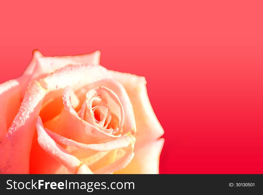 Rose flower isolated on orange background with dove or water drops on it. Rose flower isolated on orange background with dove or water drops on it