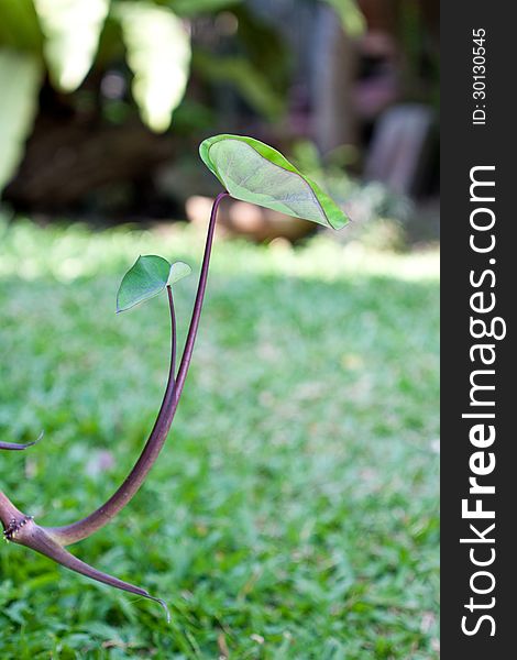 Araceae plant on green yard background