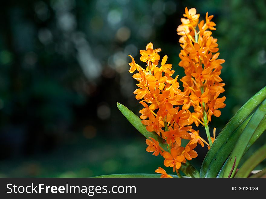 The bunch of yellow orchid flower.