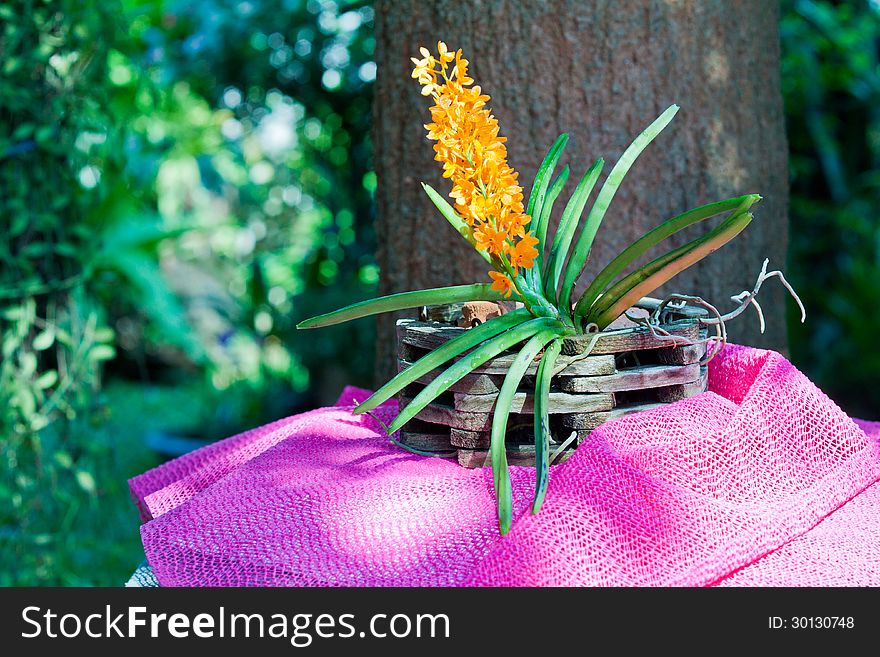 The bunch of yellow orchid flower.