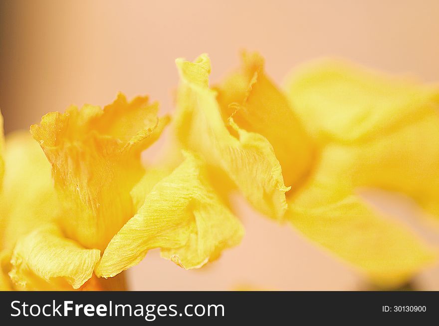 Abstract detail of wilted yellow Daffodils. Abstract detail of wilted yellow Daffodils