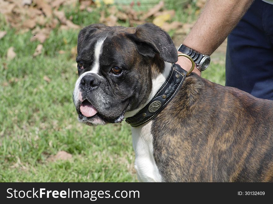 Boxer Breed dog ready for operation