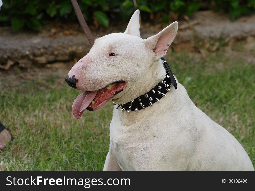 Fighting dog Bull Terrier Breed ready for operation