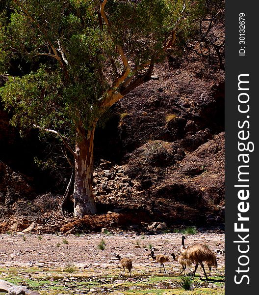 A family of emus on a dry riverbed in the remote Parachila Gorge (Flinders Ranges, Australia). A family of emus on a dry riverbed in the remote Parachila Gorge (Flinders Ranges, Australia)