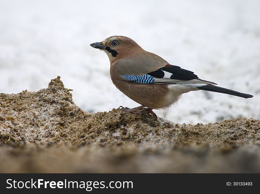 The Eurasian Jay (Garrulus glandarius) is a species of bird occurring over a vast region from Western Europe and north-west Africa to the Indian Subcontinent and further to the eastern seaboard of Asia and down into south-east Asia. Across its vast range, several very distinct racial forms have evolved to look very different from each other, especially when forms at the extremes of its range are compared. The Eurasian Jay (Garrulus glandarius) is a species of bird occurring over a vast region from Western Europe and north-west Africa to the Indian Subcontinent and further to the eastern seaboard of Asia and down into south-east Asia. Across its vast range, several very distinct racial forms have evolved to look very different from each other, especially when forms at the extremes of its range are compared.