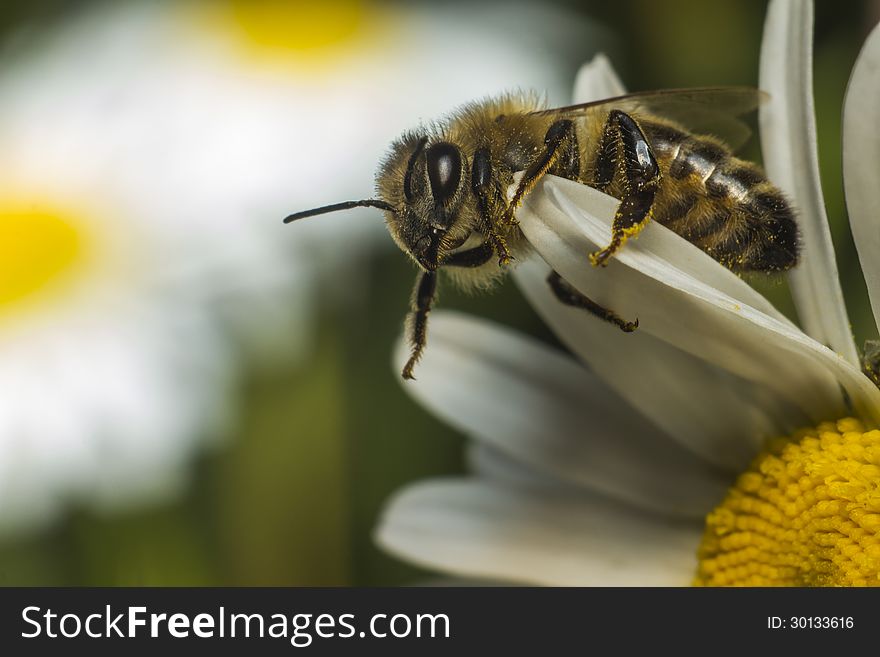 Portrait of a honey bee