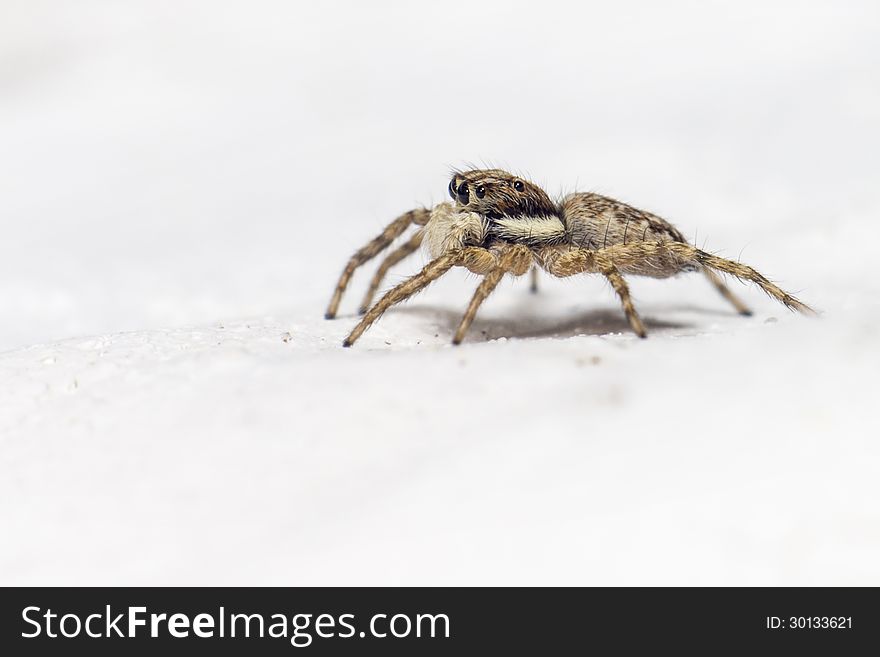 Portrait of a jumping spider &x28;Salticus scenicus&x29