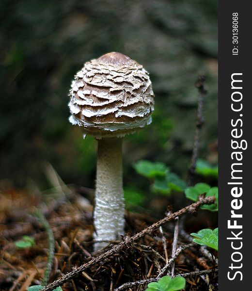 Young mushroom growing in the forest