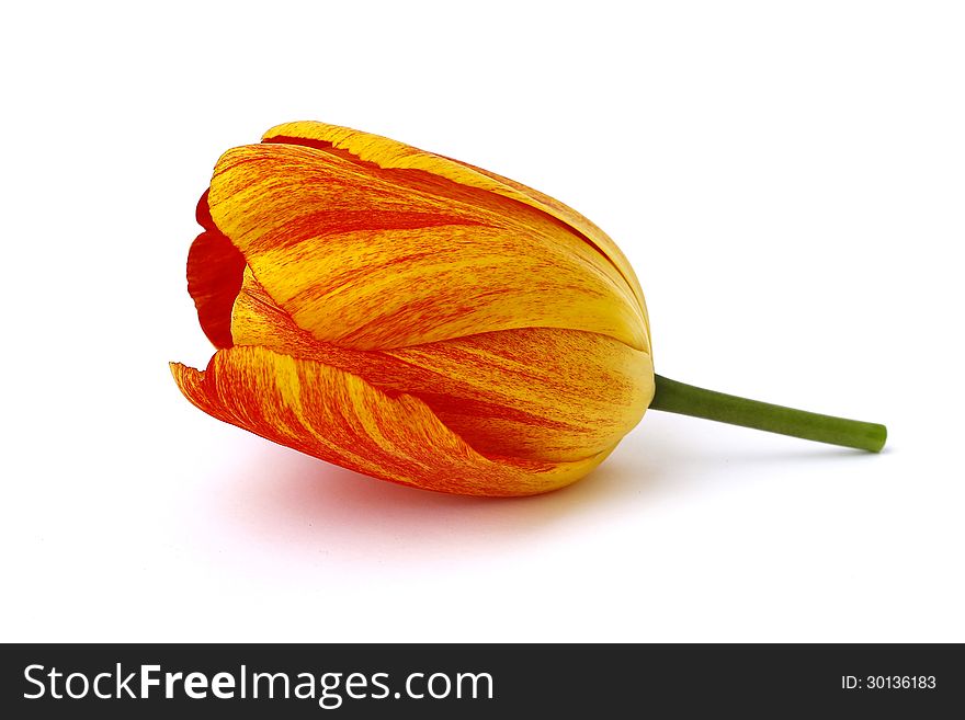 Orange tulip on white background