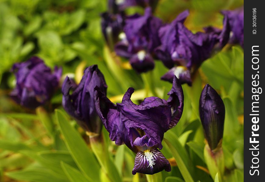 Group of blue irises in the garden