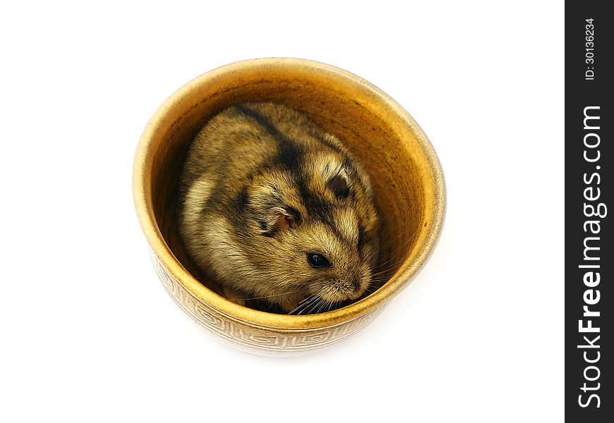 Hamster in a bowl on white background