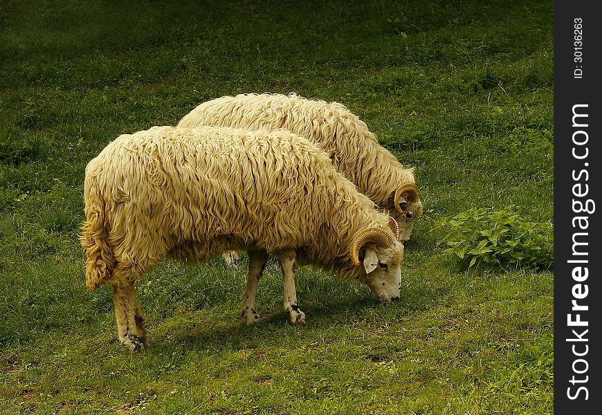 Two sheep on the meadow. Two sheep on the meadow