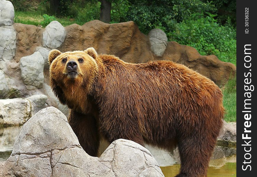 Adult Siberian bear in zoo. Adult Siberian bear in zoo