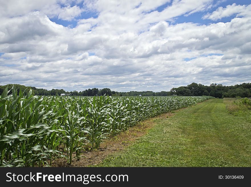 A wide angle view of a cornfield with dramatic cumulus clouds in rural Central New Jersey. A wide angle view of a cornfield with dramatic cumulus clouds in rural Central New Jersey.