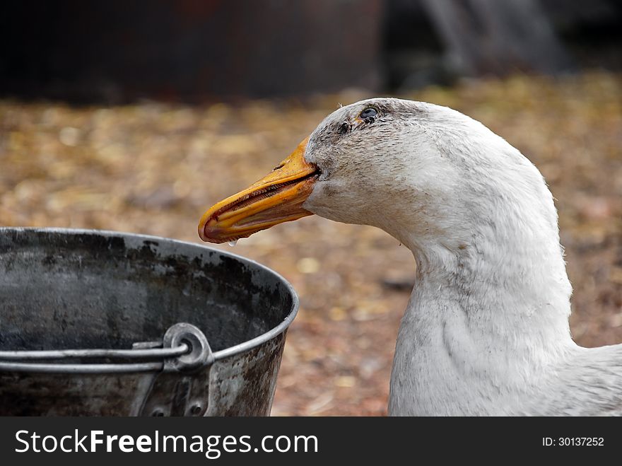 Goose who drinks water in the farm