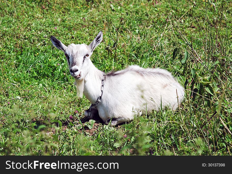 Fluffy goat in the pasture