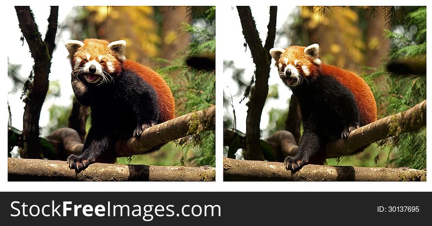 A red panda, an endangered Himalayan species