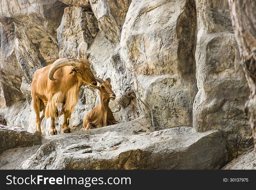 Zoom of two male and female mountain goats in love in the zoo of Chiang Mai, Thailand.