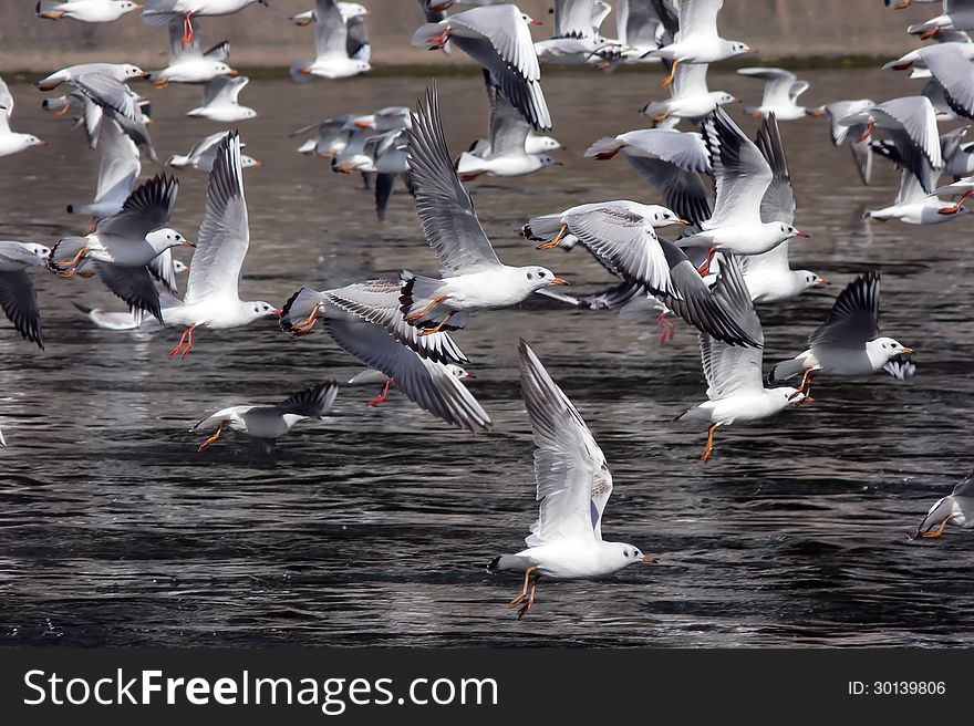 A group of flying seagull